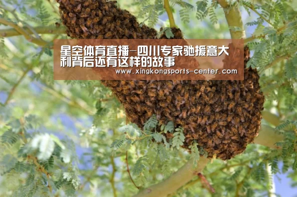 星空体育直播-四川专家驰援意大利背后还有这样的故事